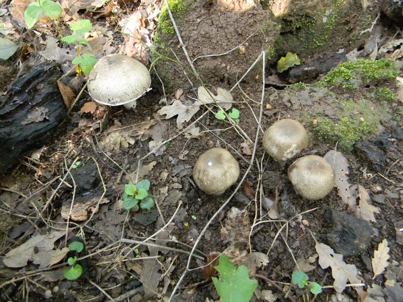 Agaricus fotog.il 15.10.2010.sotto Quercia